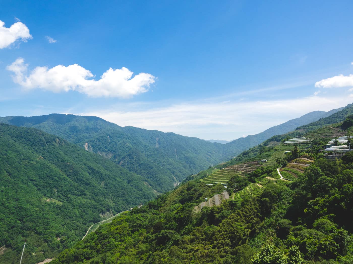 Taiwan - Qingjing - Plantation on a mountain