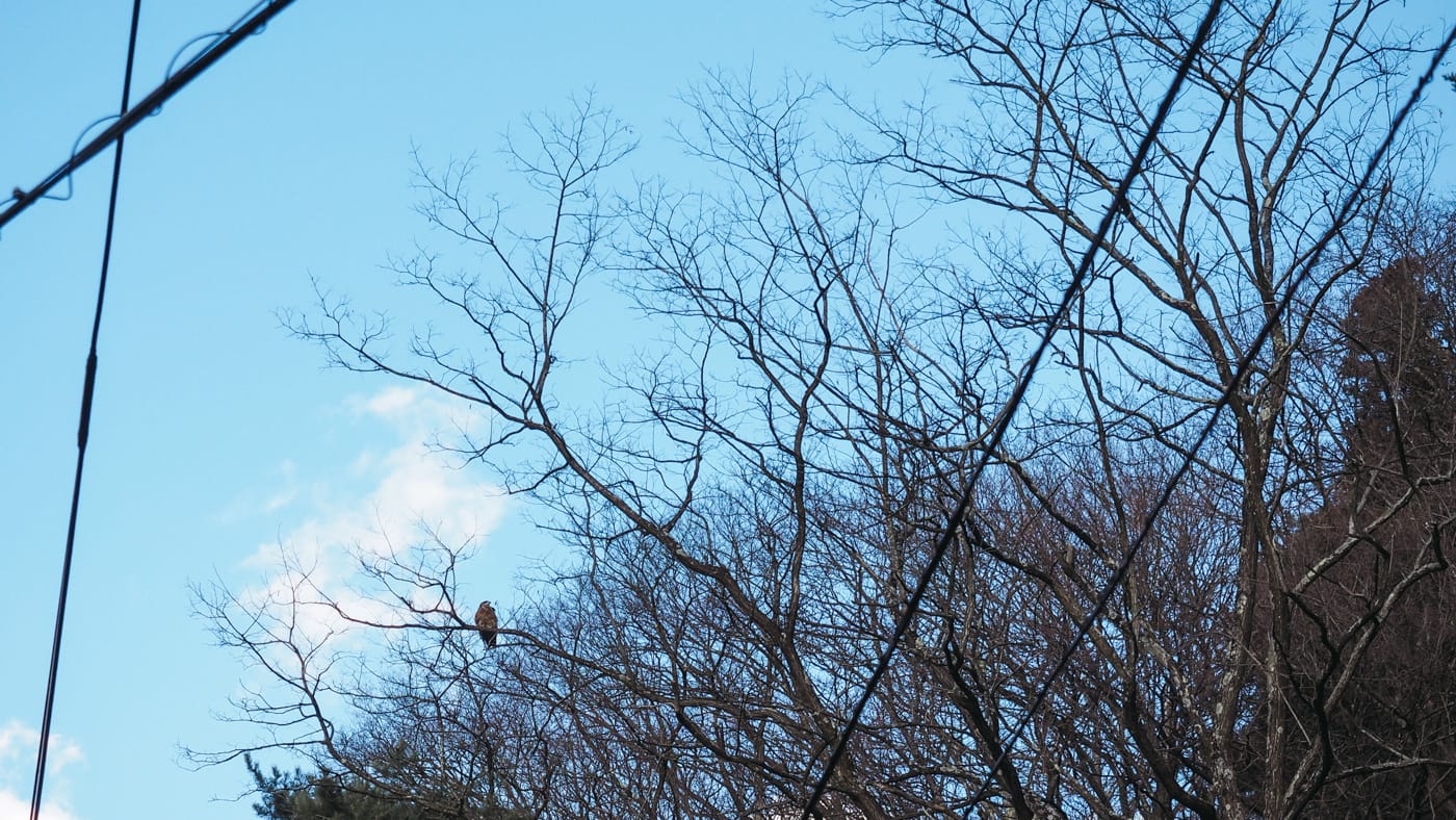 Japan - Mount Fuji - Spotted an eagle
