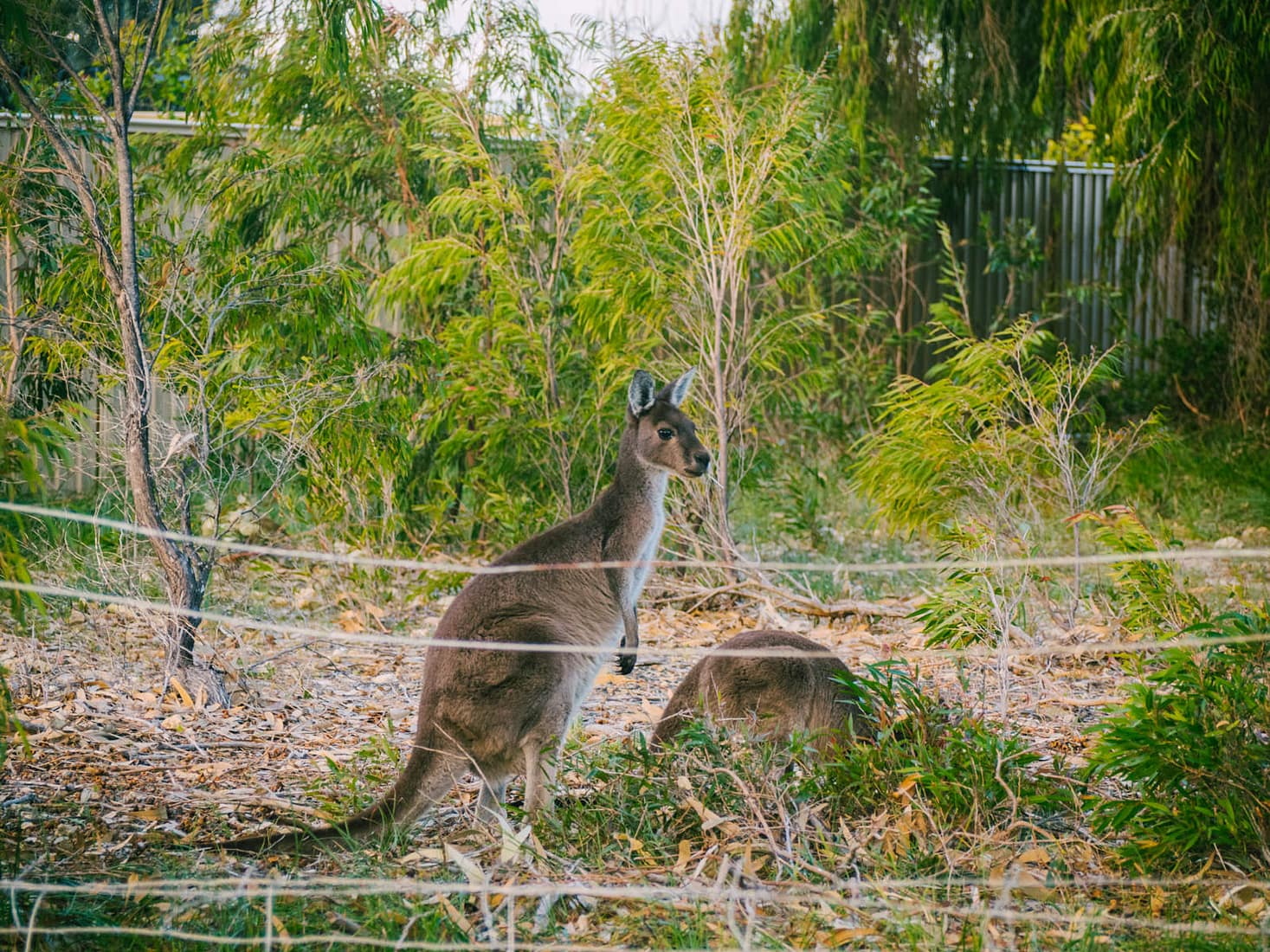 Perth, Australia - Preston beach - Kangaroos on a lookout