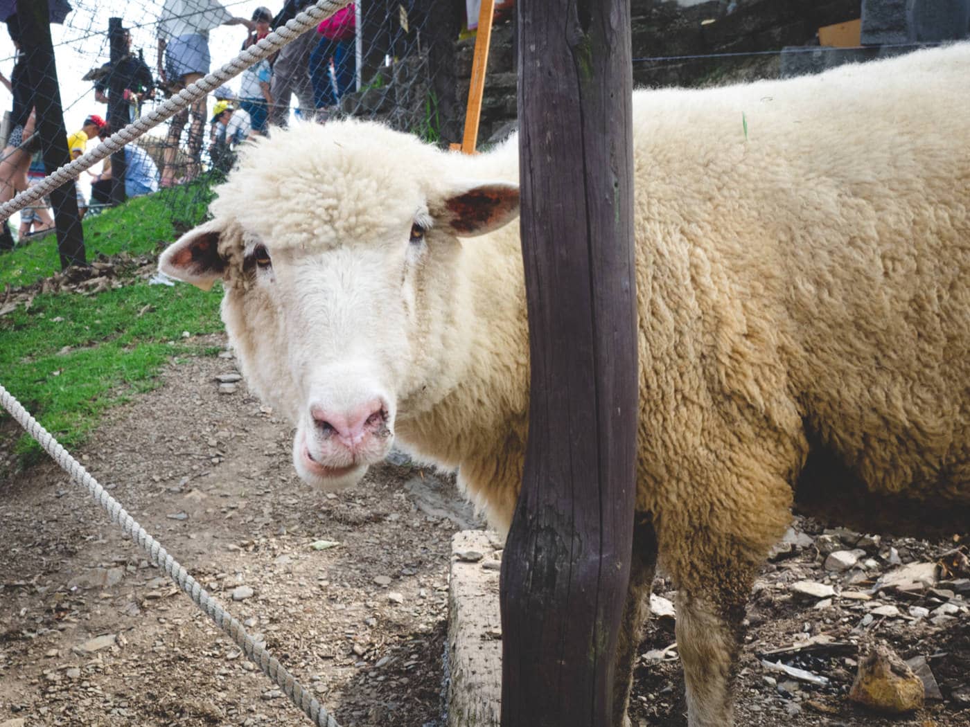 Taiwan - Qingjing Farm - Sheep smirks