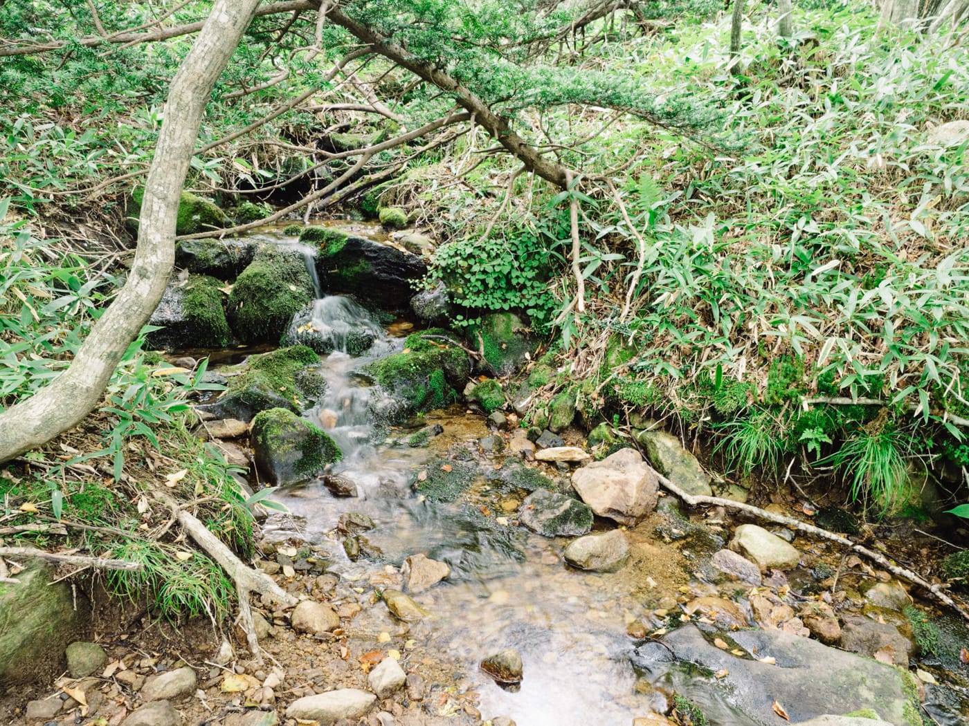 Korea - Mt Hallasan - Tiny stream