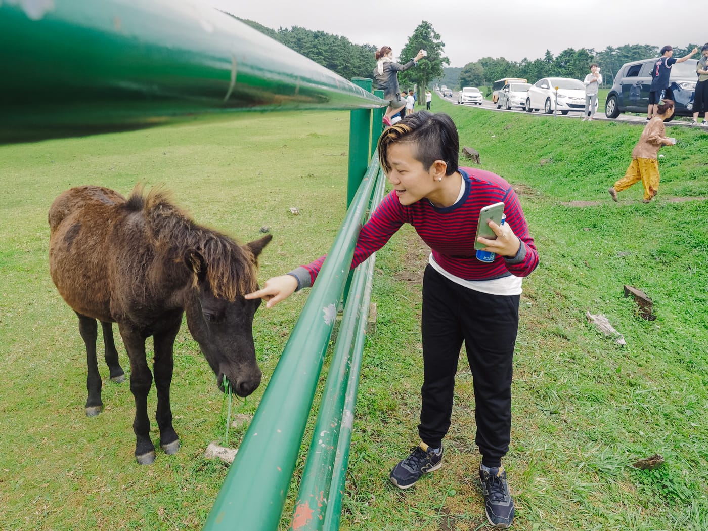 Korea - Mt Hallasan - Wy feeding horse