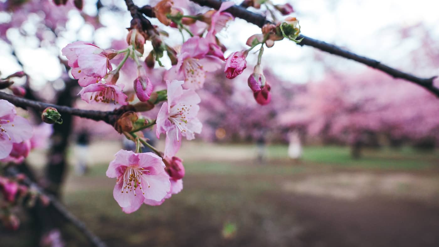 Japan - Yoyogi Park - up close of cherry blossom
