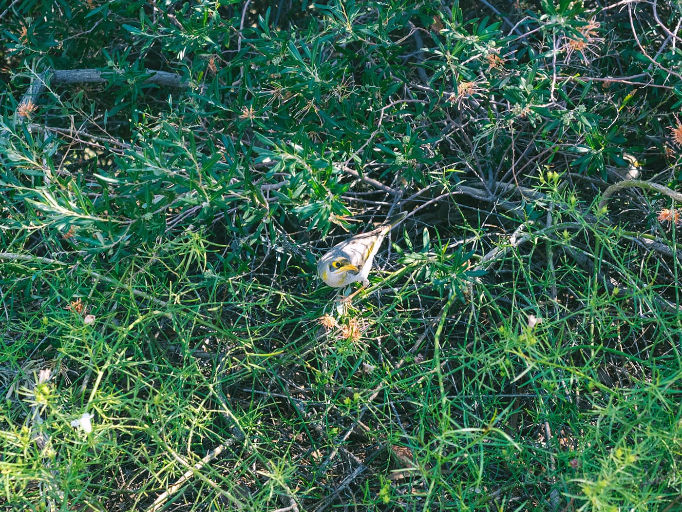 NT Australia - Alice Springs - Yellow beak bird in Anzac Hill