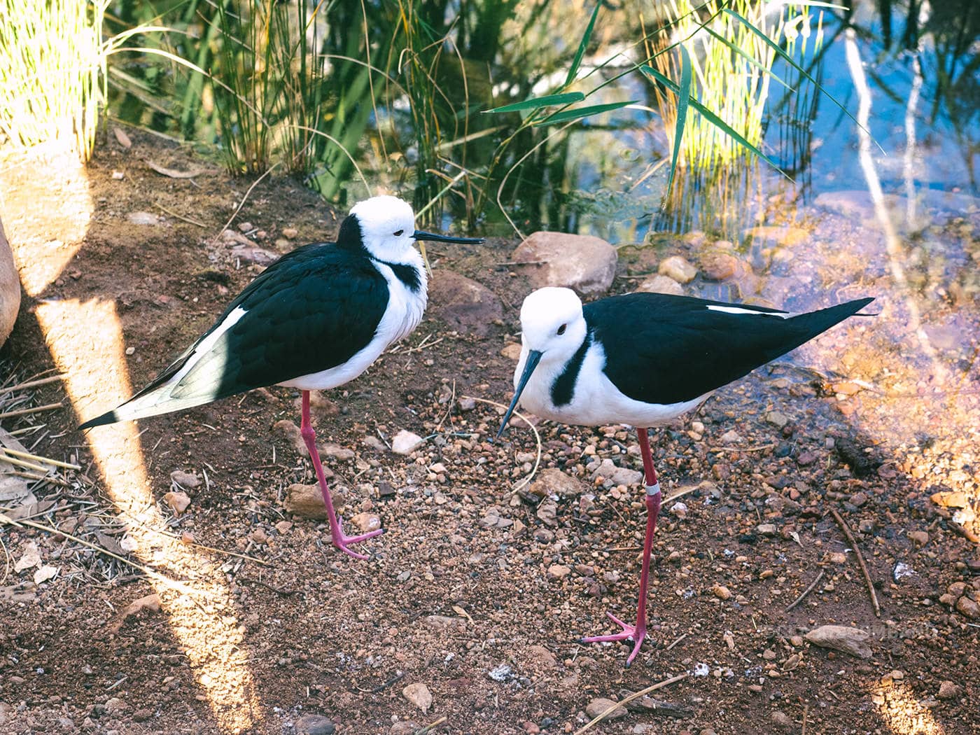 NT Australia - Pink leg birds