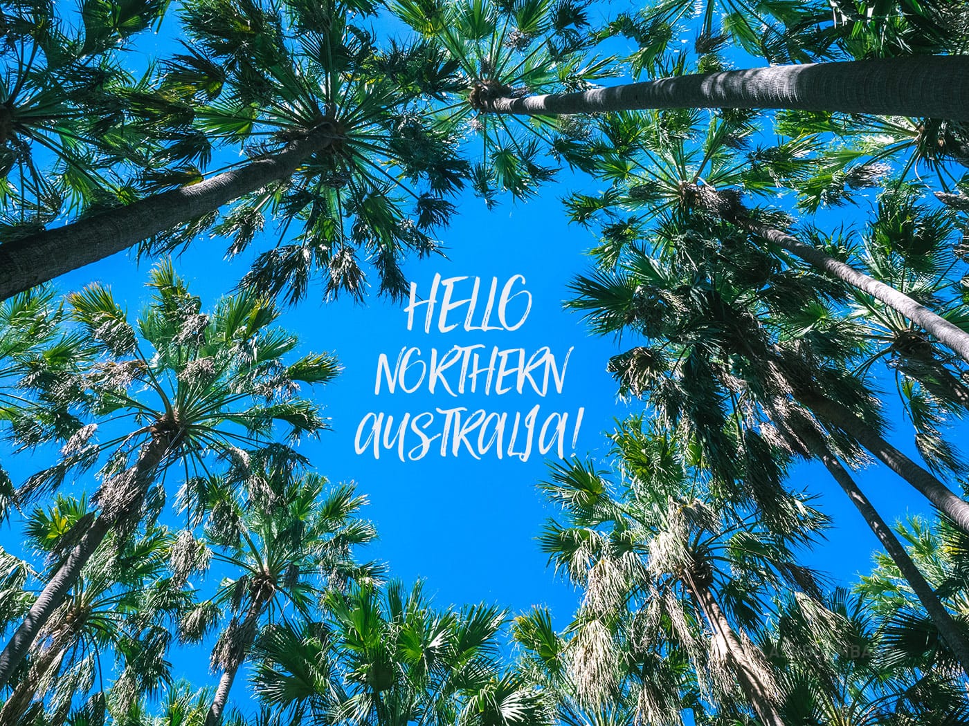 NT Australia - Elsey National Park - Palm Trees