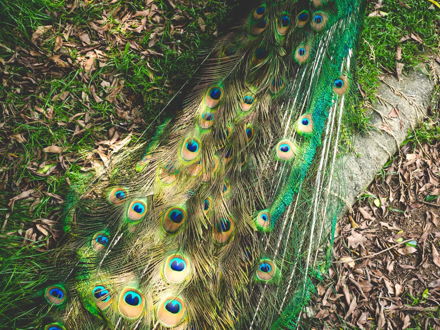 Taiwan - Peacock Garden - Eyelet feathers