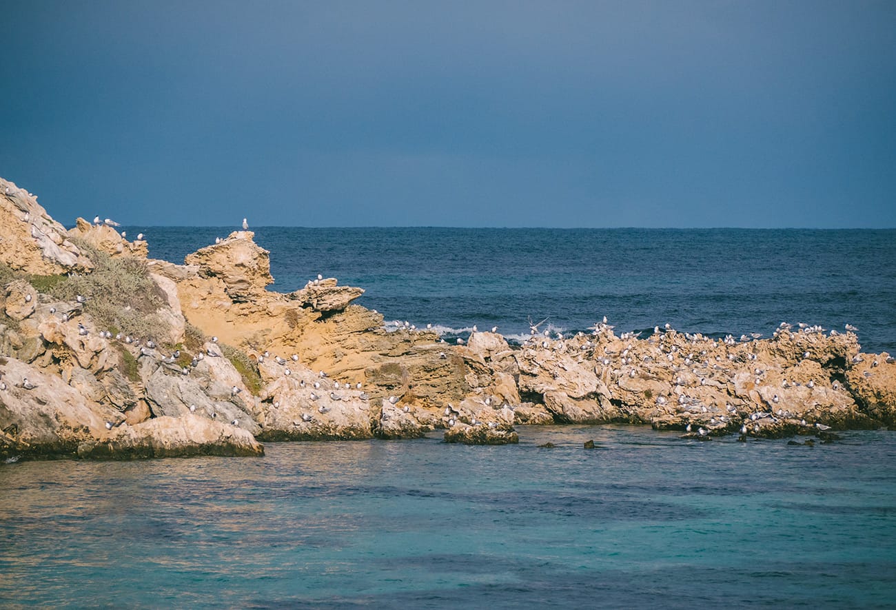 Australia - Rottnest Island - Little Salmon Bay seagulls