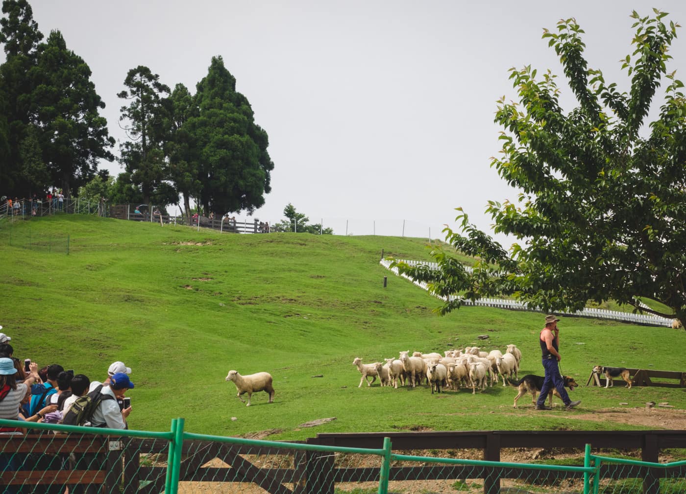 Taiwan - Qingjing Farm - Sheep herding