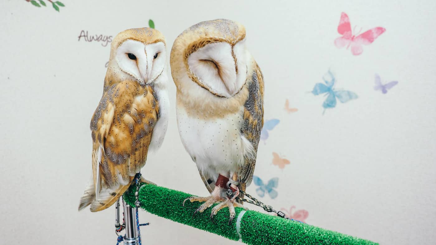 Japan - Shinjuku Mohumohu Owl Cafe - Cute barn owls