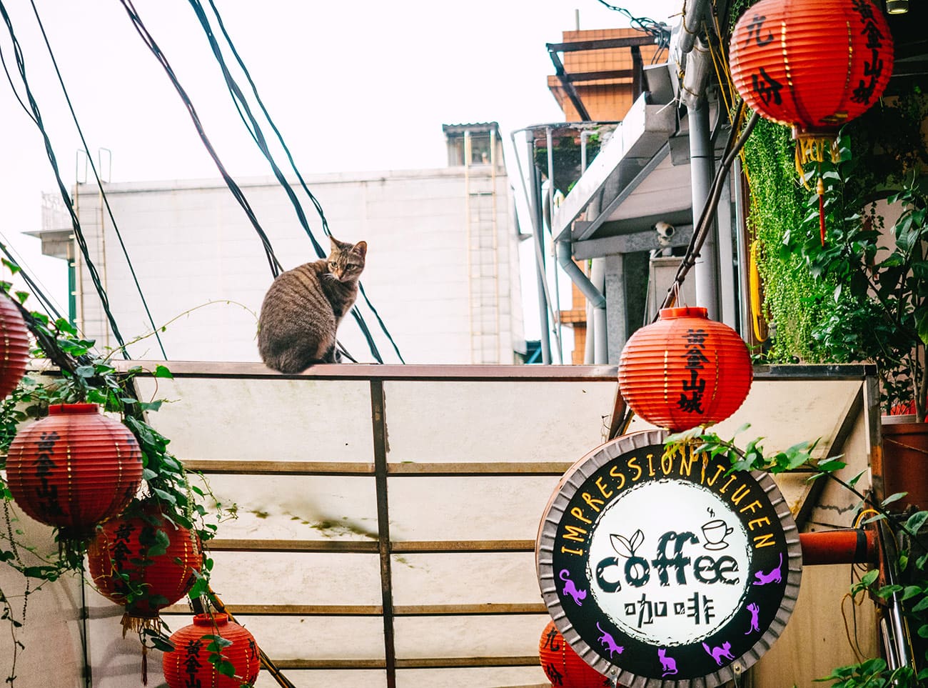 Taipei Jiufen - Cat on the roof