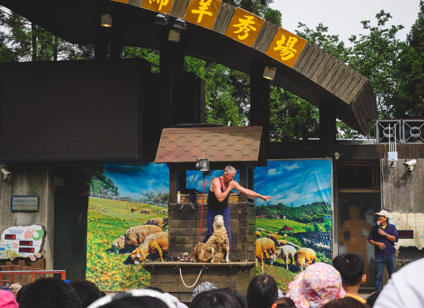 Taiwan - Qingjing Farm - Showing how to shave down a sheep