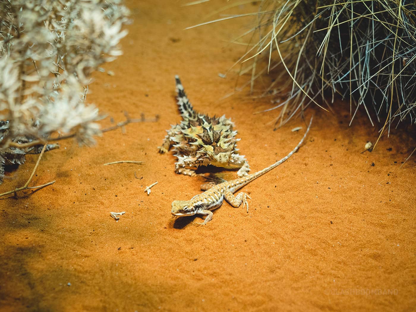 NT Australia - Central netted dragon & Thorny devil