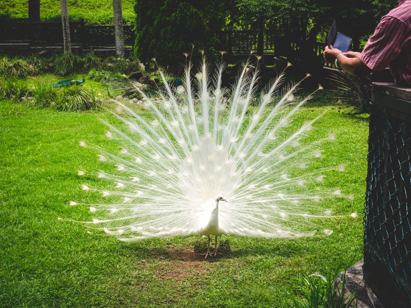 Taiwan - Peacock Garden - Beautiful white peacock