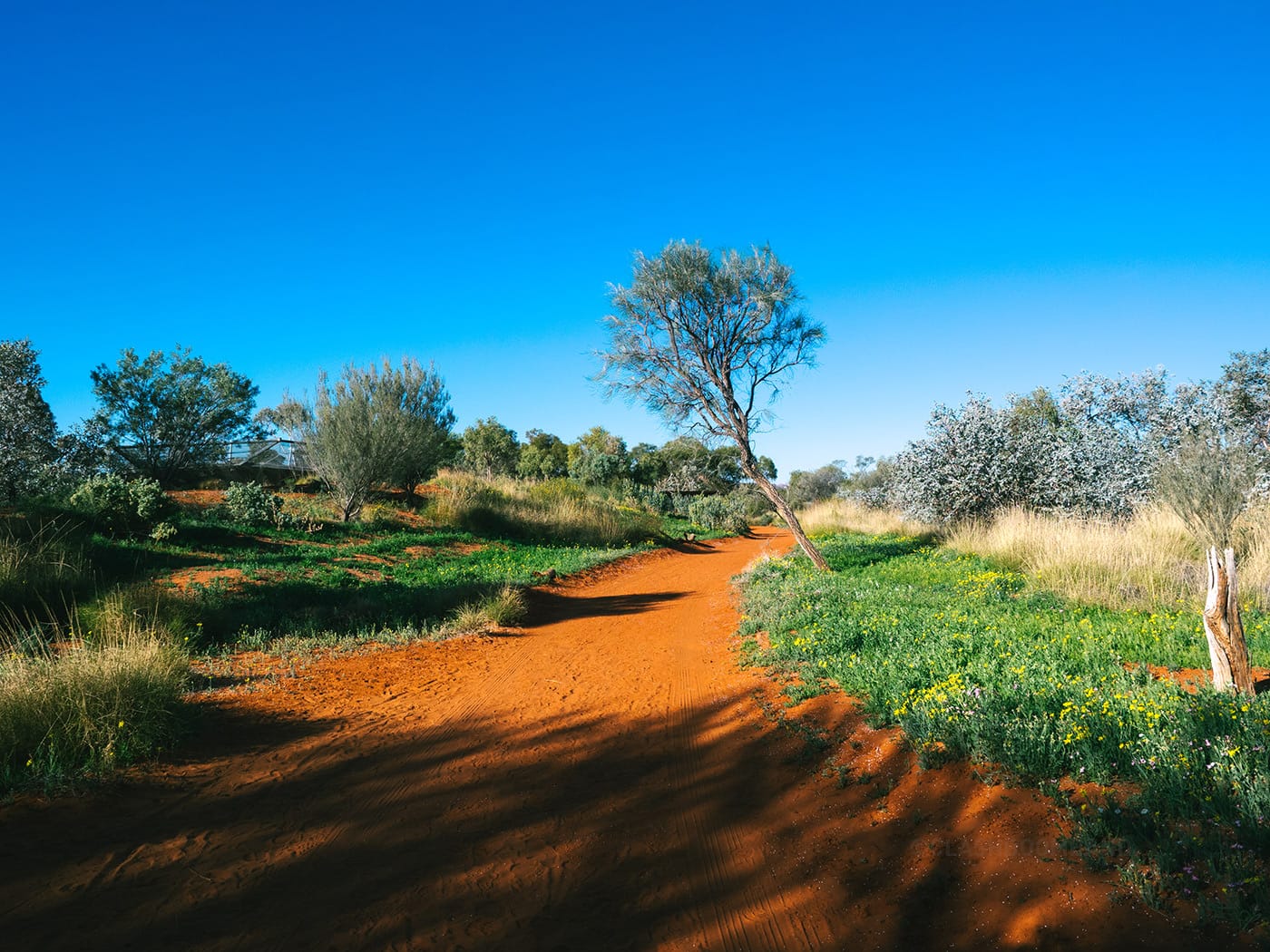 NT Australia - Alice Springs Desert Park - The amazing colors in desert park