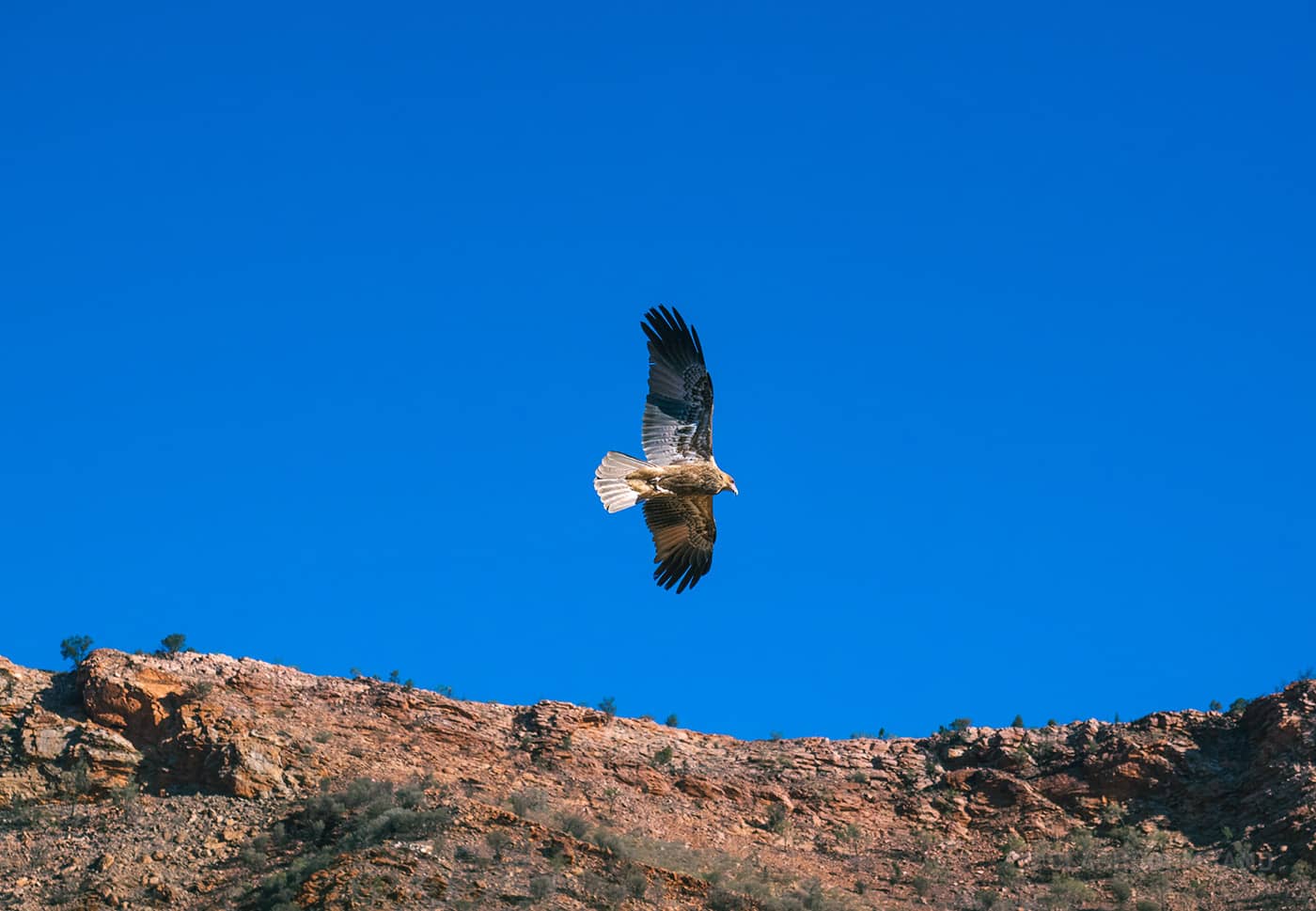 NT Australia - Eagle soaring in the sky