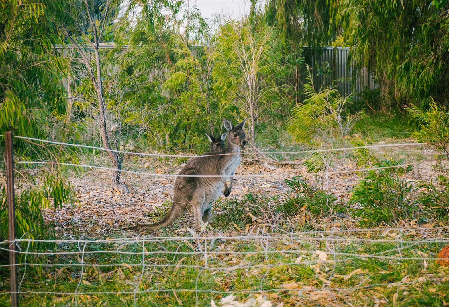 Perth, Australia - Preston beach - Kangaroos