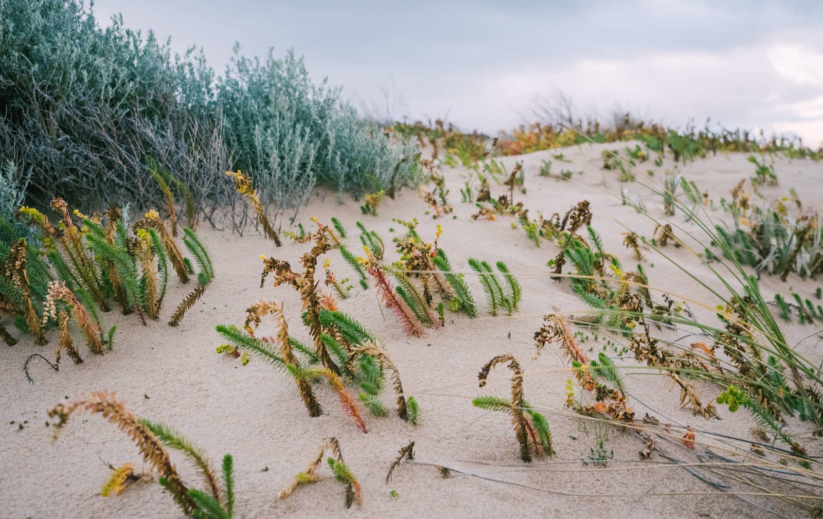 Perth, Australia - Preston beach - Colourful grass