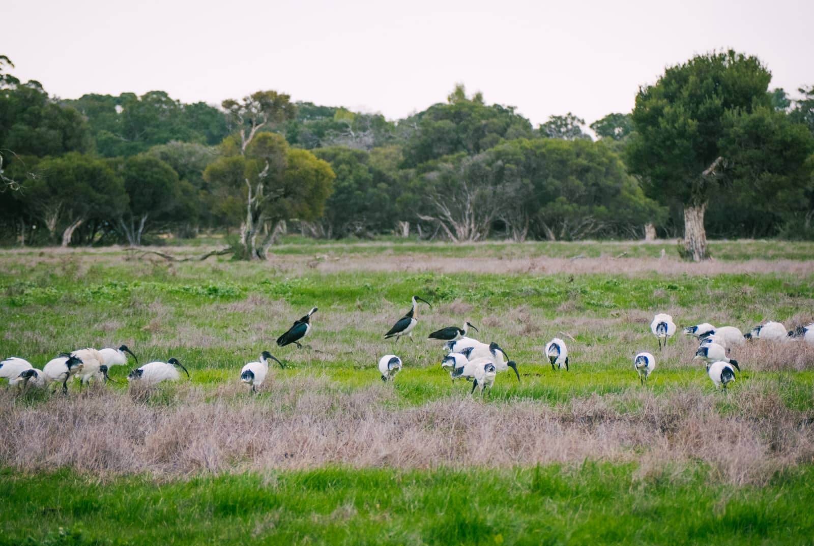 Perth, Australia - White Ibis birds