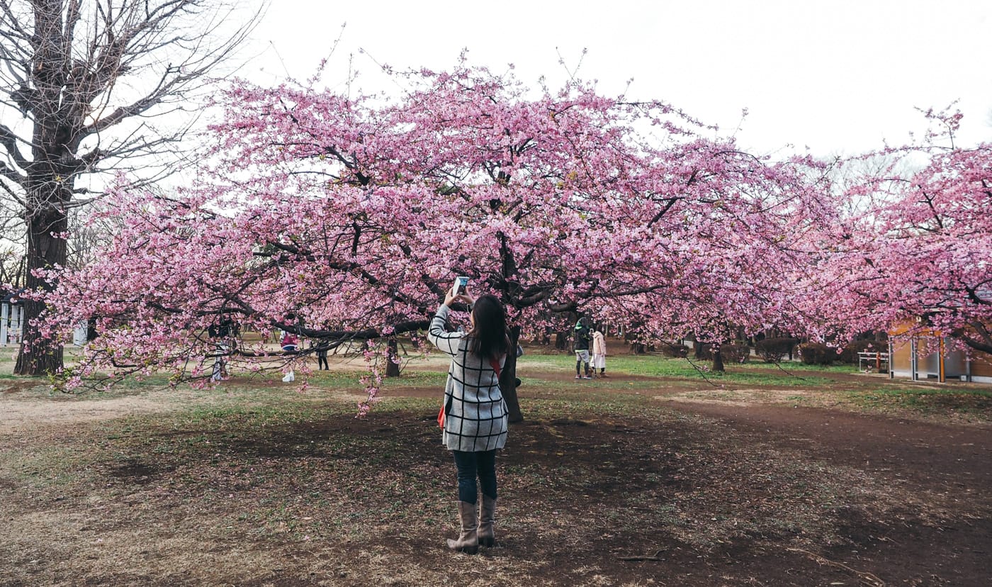 Japan - Yoyogi Park - Dap taking pictures under the blossoms